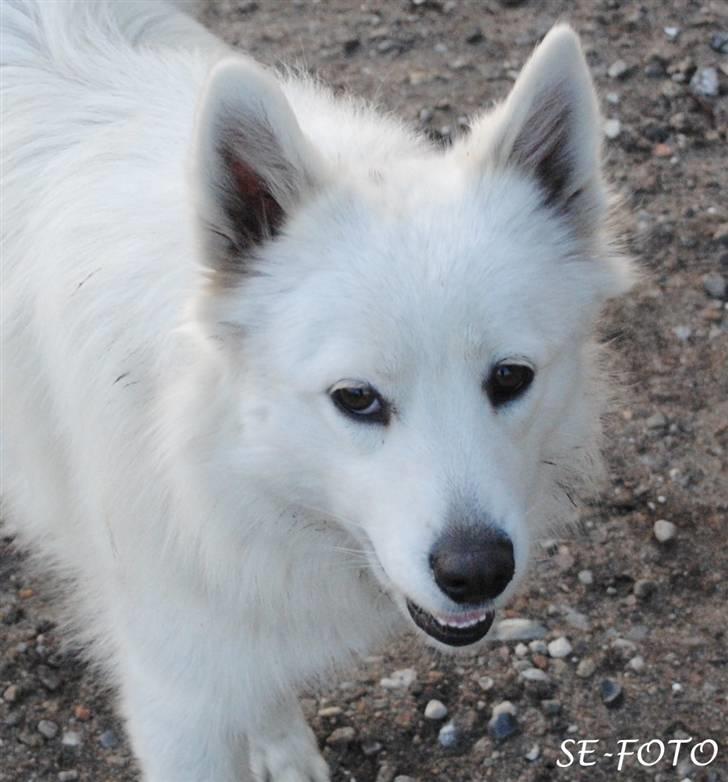 Samojedhund Bella billede 19