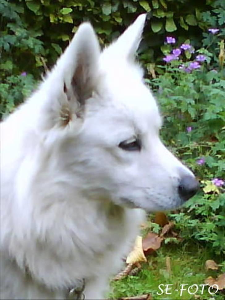 Samojedhund Bella billede 20