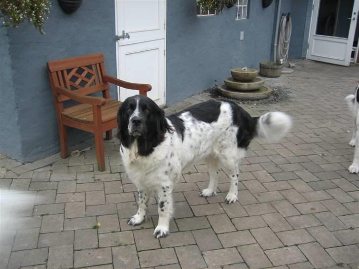 Blanding af racer Uba - "mor siger at hun vil ta´ et billede til albummet hvor jeg smiler,,for så siger hun at jeg bare er så smuk,,men nu nægter jeg bare ,,hi hii " :o) billede 14