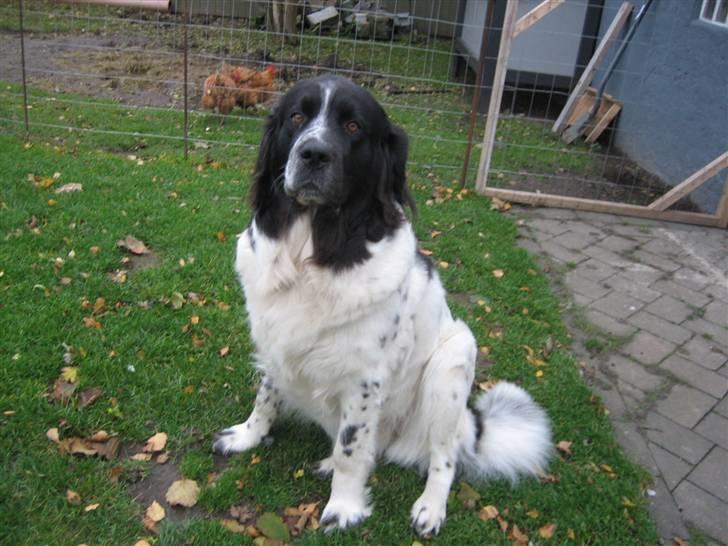 Blanding af racer Uba - "Så er jeg blevet voksen og følsom,,4 år,," :o) billede 15