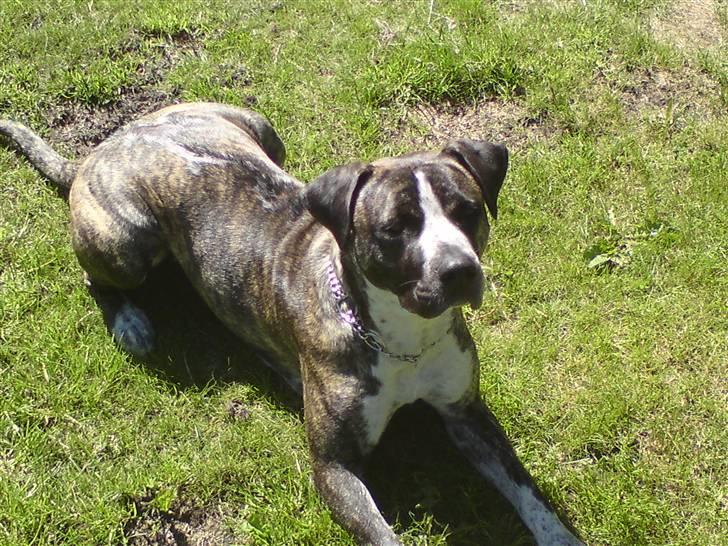 Blanding af racer Oompa billede 14