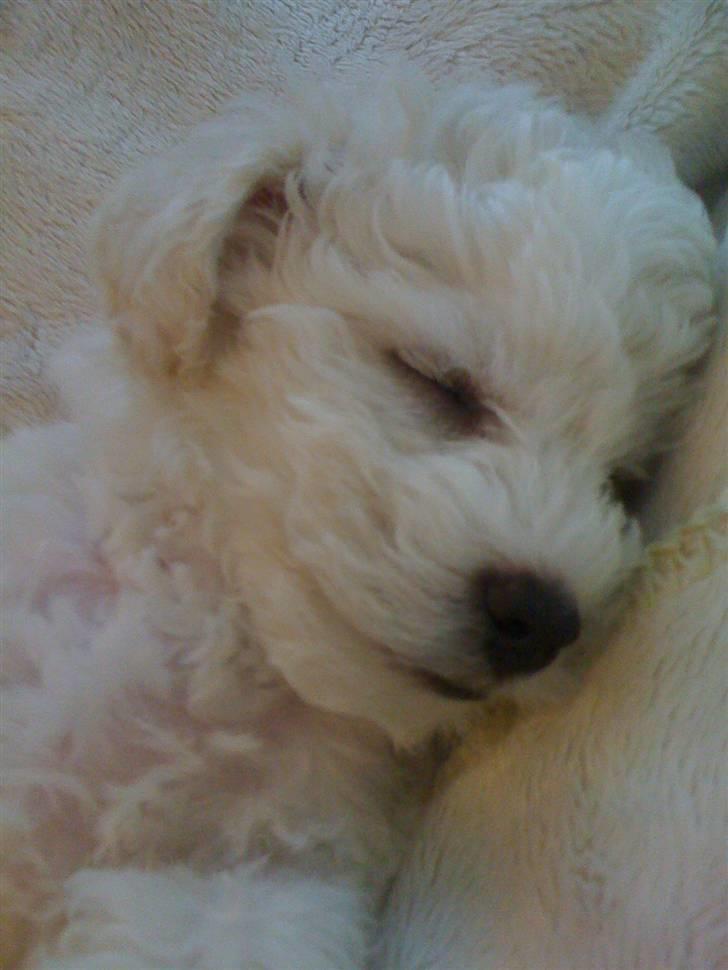 Bichon à poil frisé Aslan - 8 uger gammel. billede 3