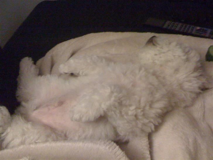 Bichon à poil frisé Aslan - 8 uger :) billede 4