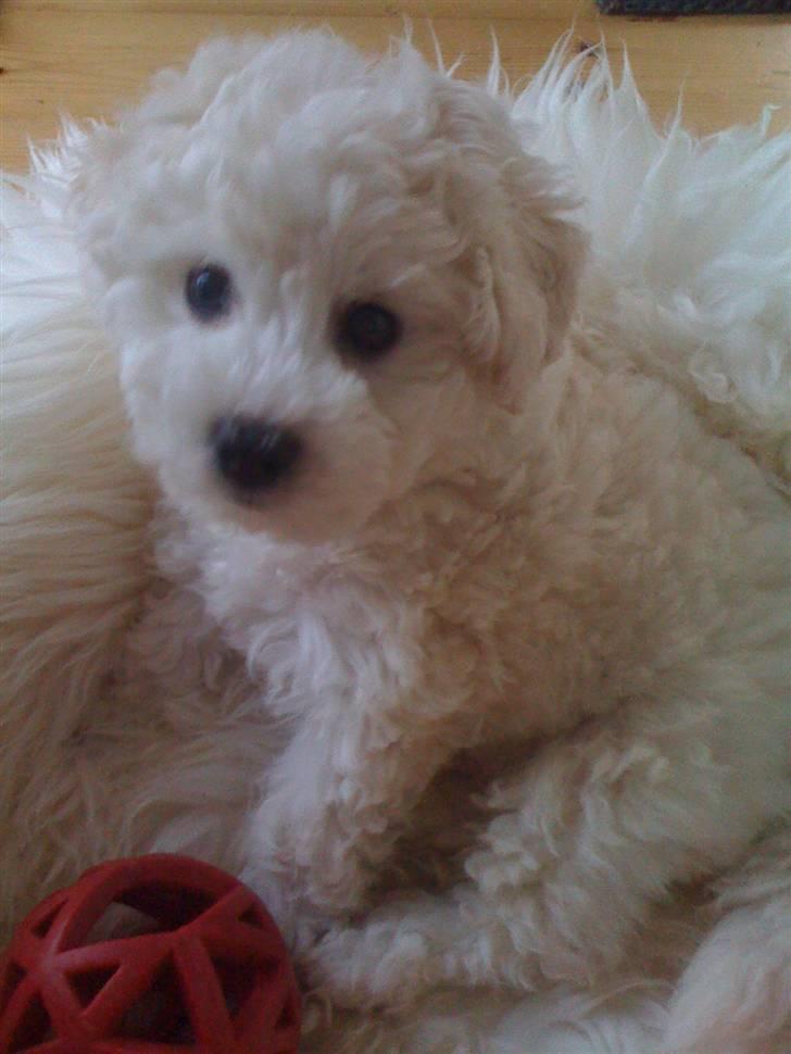 Bichon à poil frisé Aslan - 8 uger. billede 5