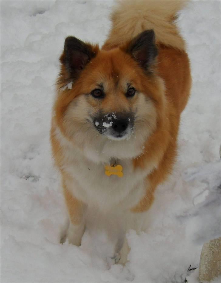 Islandsk fårehund Sælgæti's Una - Una i sneen. December ´09 billede 1