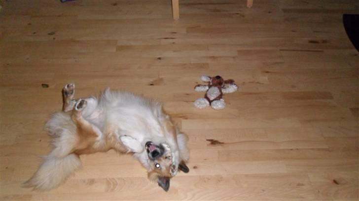 Islandsk fårehund Sælgæti's Una - hej skøre mulle billede 2