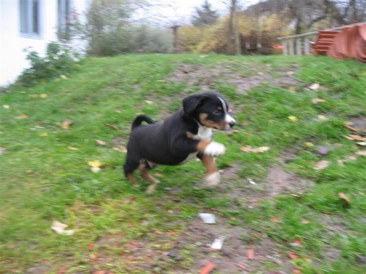 Appenzeller sennenhund Mosca vom Bachsertal - Atli kuldets glade dreng - den sidste der skal finde et hjem. Om 2 uger er hvalpene klar til at flytte, det er gået frygtelig hurtigt billede 8
