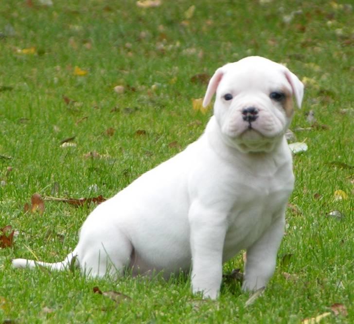 Blanding af racer Bertha - 6 uger billede 1