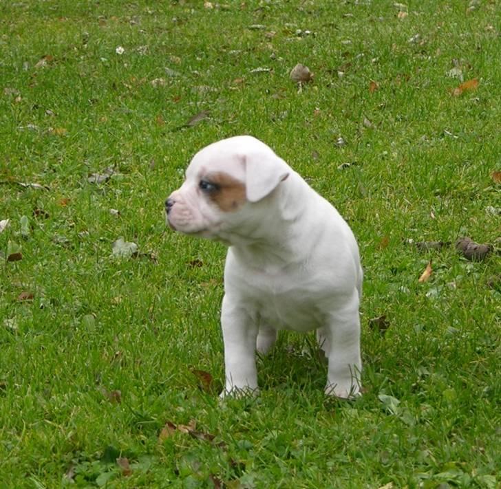 Blanding af racer Bertha - 6 uger billede 2