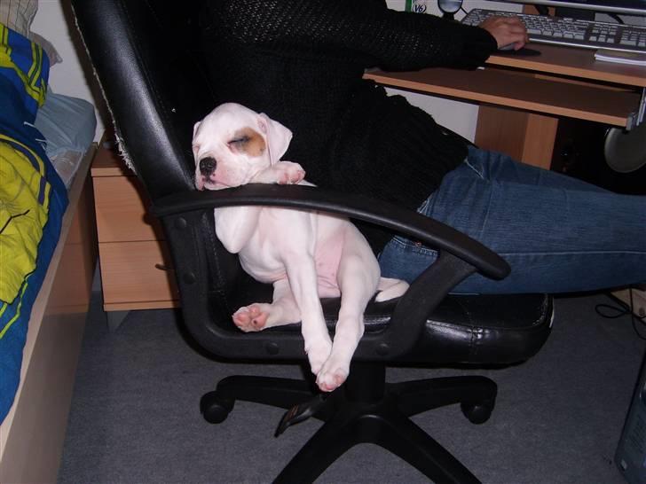 Blanding af racer Bertha - 8 uger billede 3