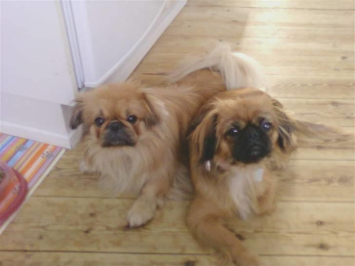 Pekingeser Maja Ling billede 13