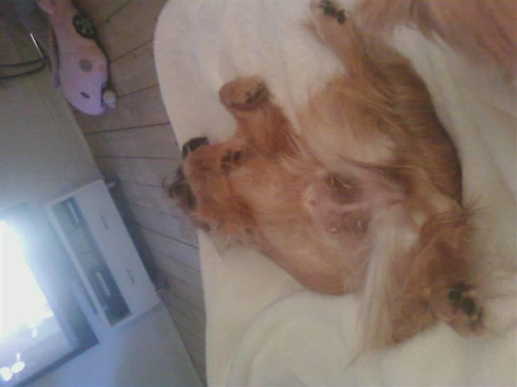 Pekingeser Maja Ling - Maja slapper lige af billede 14