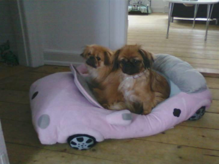 Pekingeser Maja Ling - maja og Twister er meget glade for deres nye bil:) billede 15