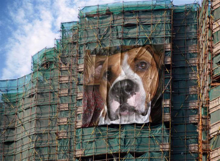 Amerikansk staffordshire terrier Armani A.K.A. "Sheriffen" - Man kan godt se min far er stilladsmand hehe billede 7