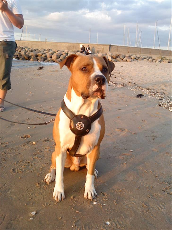 Amerikansk staffordshire terrier Armani A.K.A. "Sheriffen" - Hornbæk strand billede 8