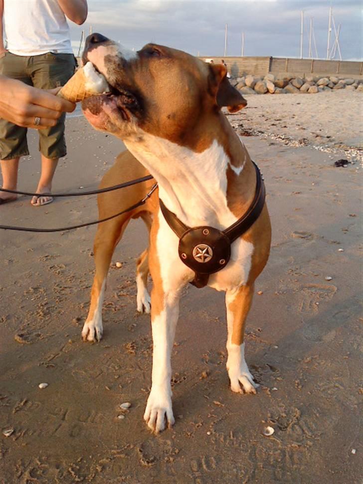 Amerikansk staffordshire terrier Armani A.K.A. "Sheriffen" - Man kan altid spise is, Mums billede 9