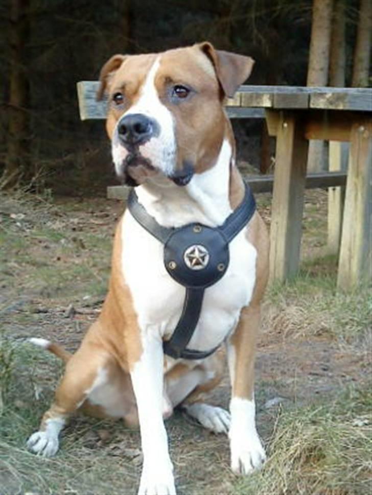 Amerikansk staffordshire terrier Armani A.K.A. "Sheriffen" billede 10