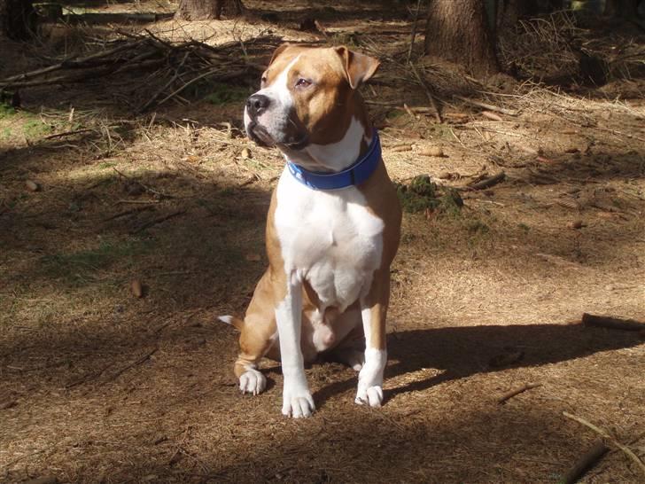 Amerikansk staffordshire terrier Armani A.K.A. "Sheriffen" billede 11