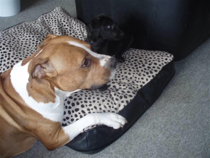 Amerikansk staffordshire terrier Armani A.K.A. "Sheriffen" - Armani og Aya billede 12