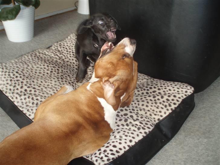 Amerikansk staffordshire terrier Armani A.K.A. "Sheriffen" - Shit hun er farlig hende den lille Hahahaha billede 13