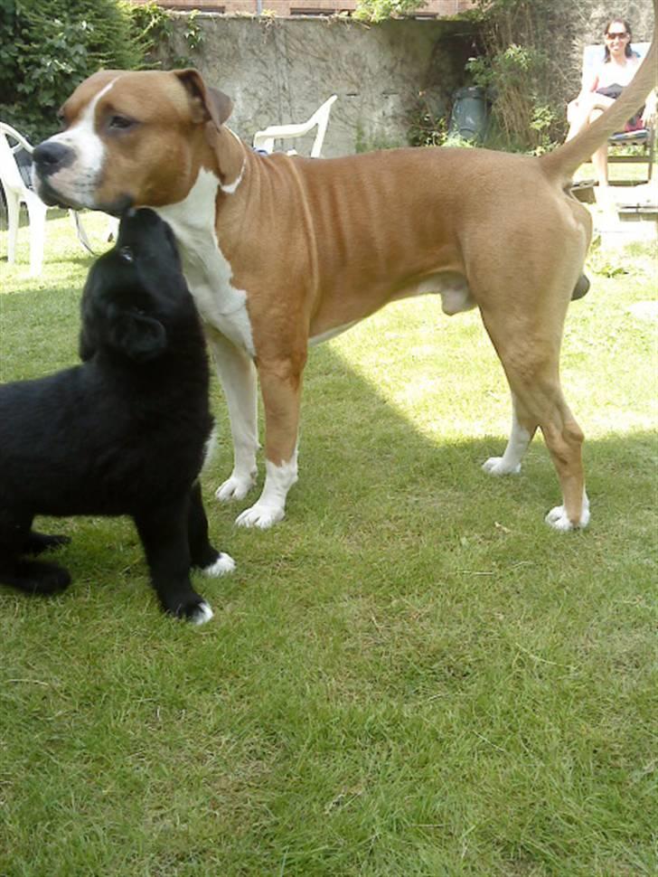 Amerikansk staffordshire terrier Armani A.K.A. "Sheriffen" billede 14