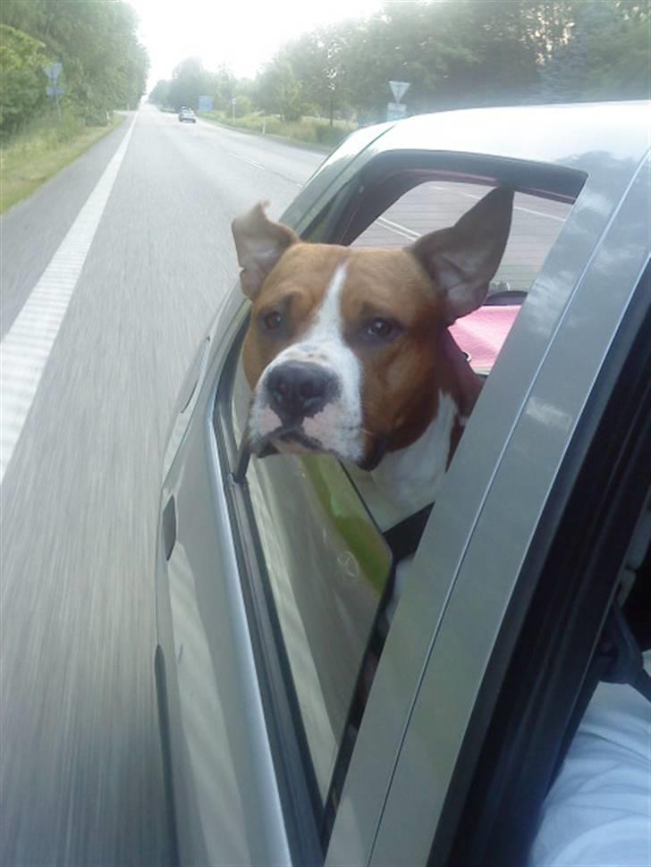 Amerikansk staffordshire terrier Armani A.K.A. "Sheriffen" - Wuuuuuu elsker at køre bil billede 15