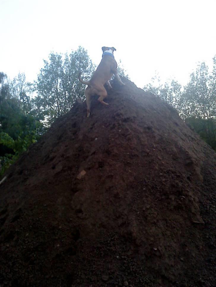 Amerikansk staffordshire terrier Armani A.K.A. "Sheriffen" - Intet bjerg for stort... billede 16