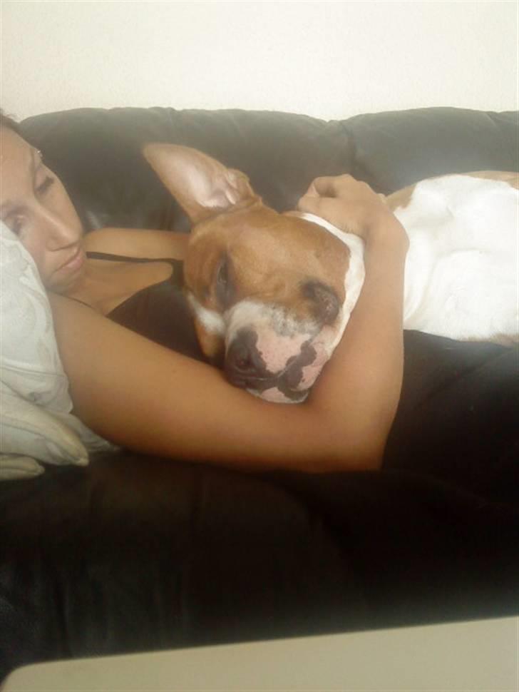 Amerikansk staffordshire terrier Armani A.K.A. "Sheriffen" billede 17