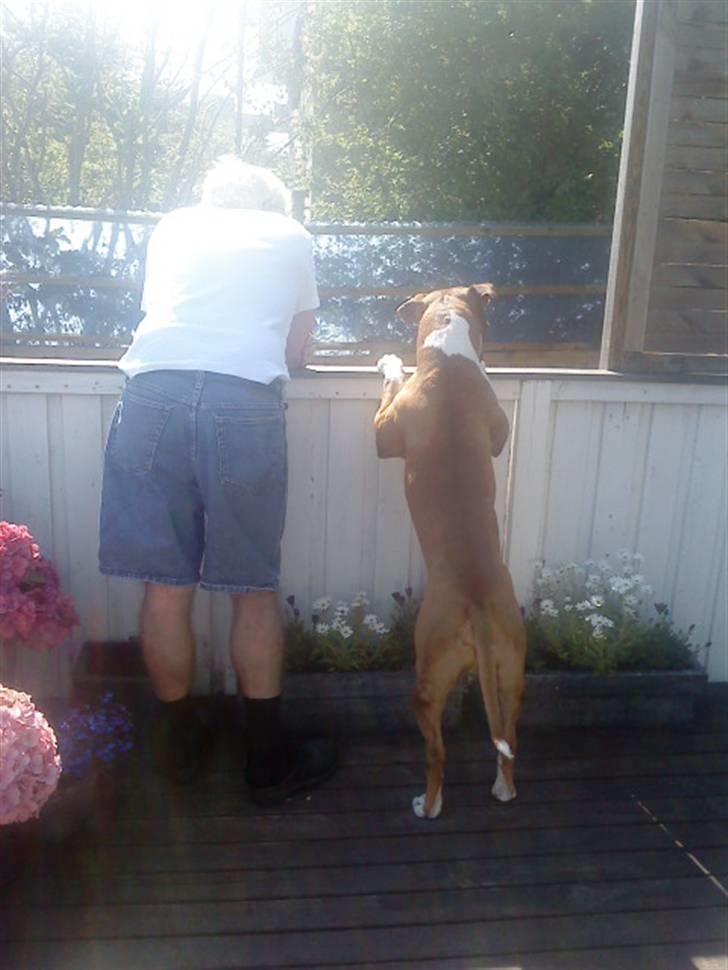 Amerikansk staffordshire terrier Armani A.K.A. "Sheriffen" - Hvad kigger vi efter??? billede 18