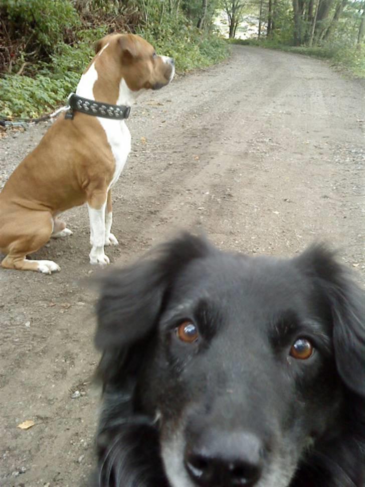 Amerikansk staffordshire terrier Armani A.K.A. "Sheriffen" - Mig og Emma billede 19