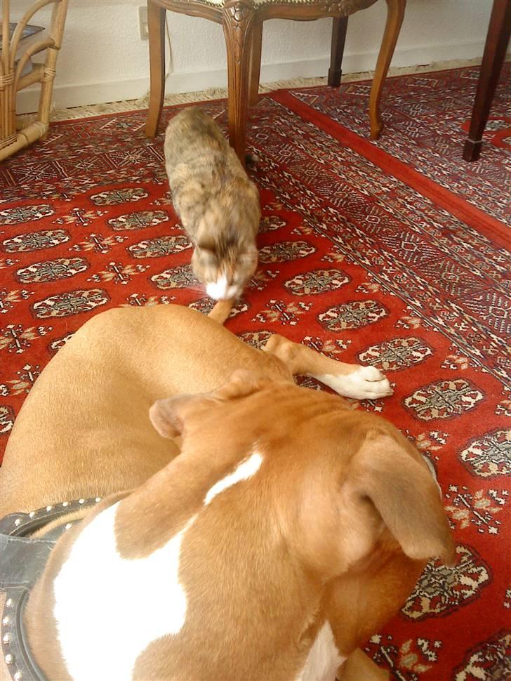 Amerikansk staffordshire terrier Armani A.K.A. "Sheriffen" - Oldes kat Tilde billede 20