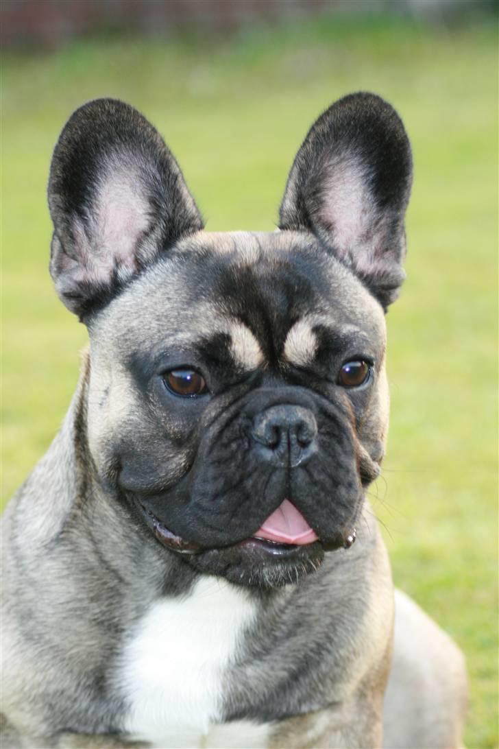 Fransk bulldog Bonzo R.I.P. billede 1