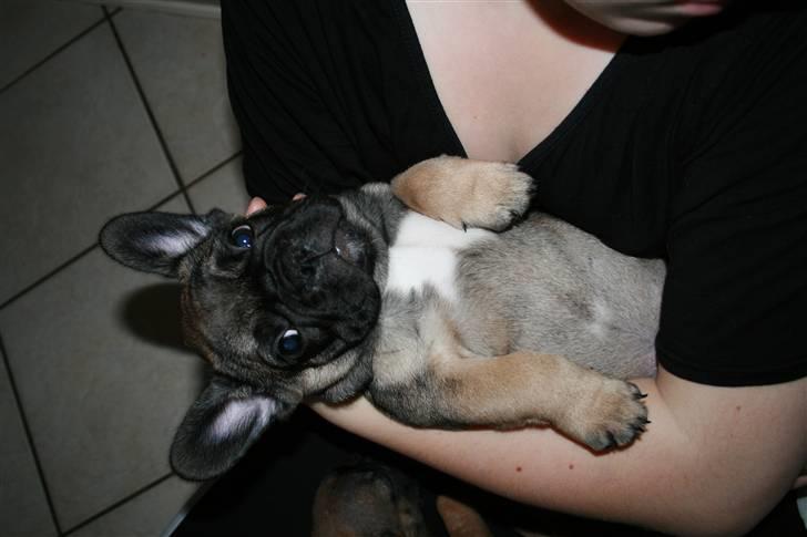 Fransk bulldog Bonzo R.I.P. billede 17