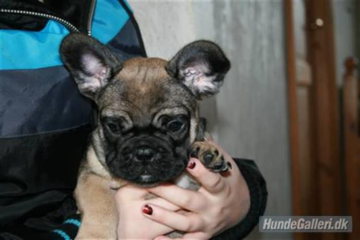 Fransk bulldog Bonzo R.I.P. billede 9