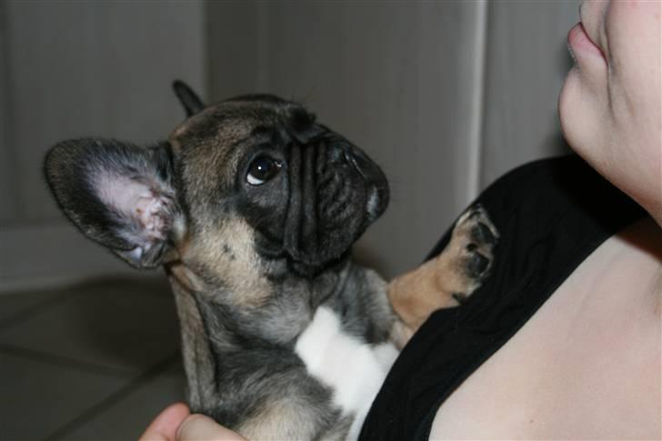 Fransk bulldog Bonzo R.I.P. billede 10