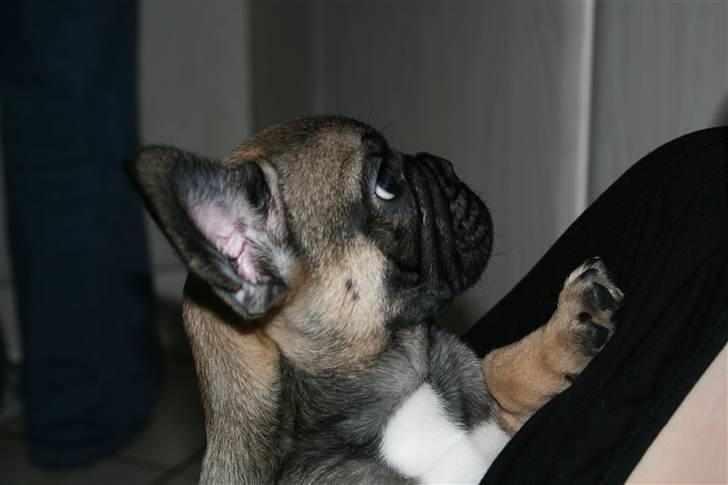 Fransk bulldog Bonzo R.I.P. billede 11