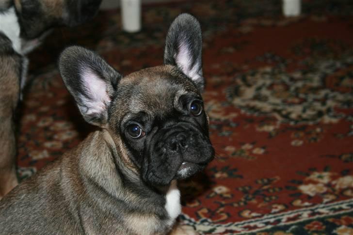 Fransk bulldog Bonzo R.I.P. billede 12