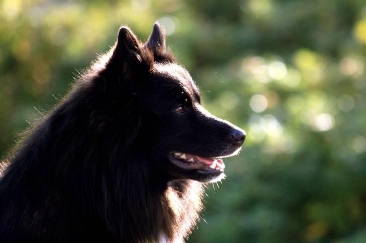 Islandsk fårehund Balder billede 16