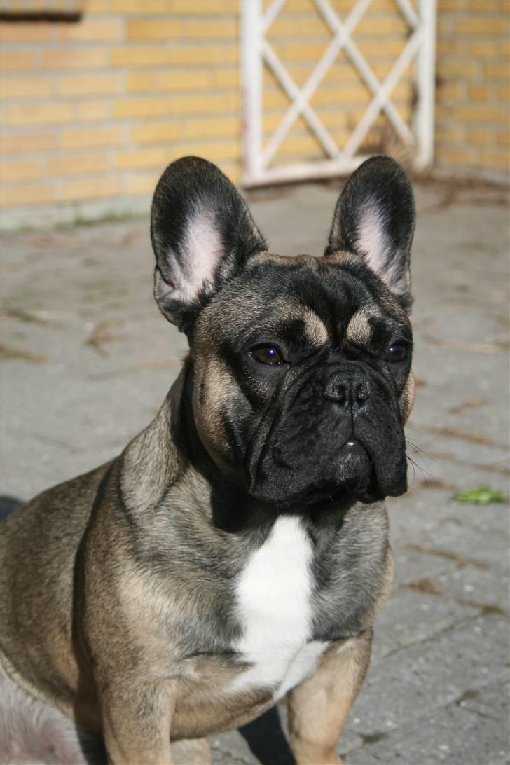 Fransk bulldog Bonzo R.I.P. billede 6