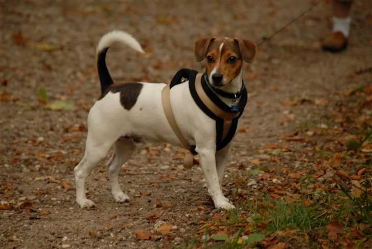 Dansk svensk gaardhund Frey billede 13