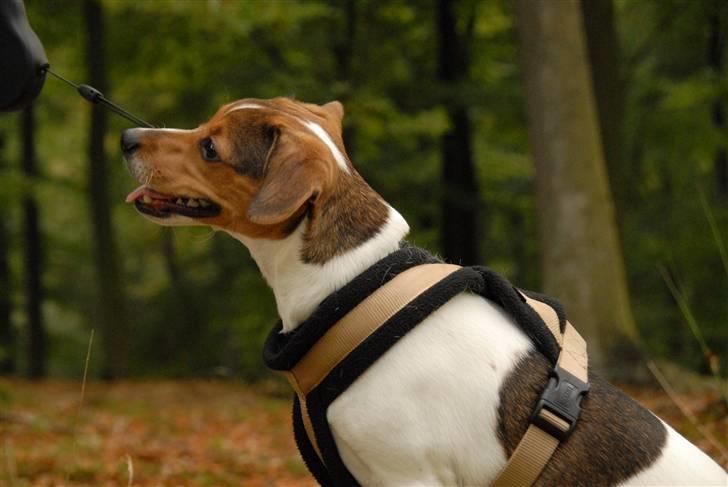 Dansk svensk gaardhund Frey billede 14