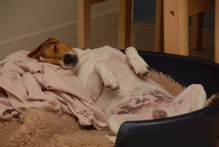 Dansk svensk gaardhund Frey billede 15