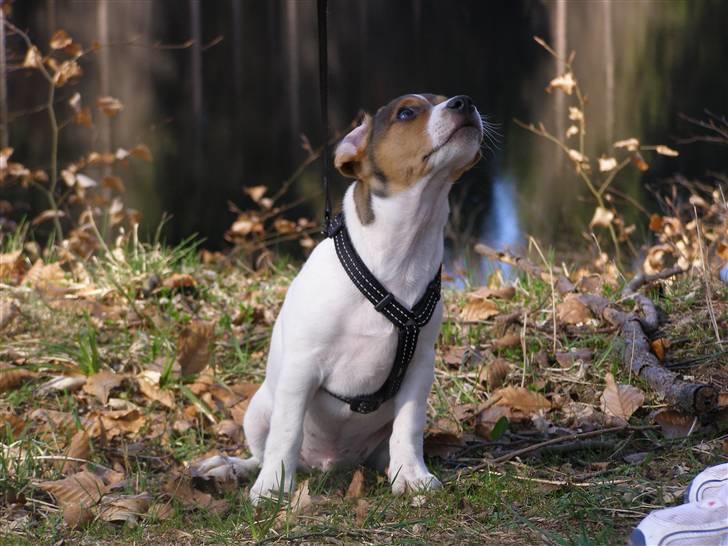 Dansk svensk gaardhund Frey billede 16