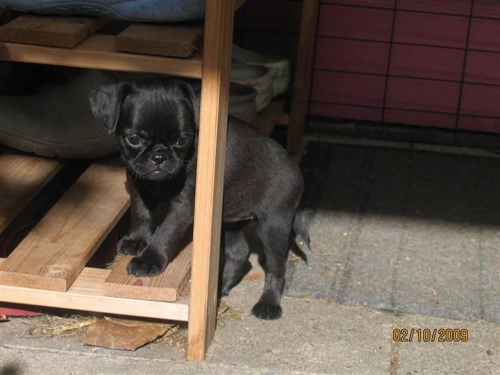 Griffon petit brabancon Hulebo's Darling billede 1