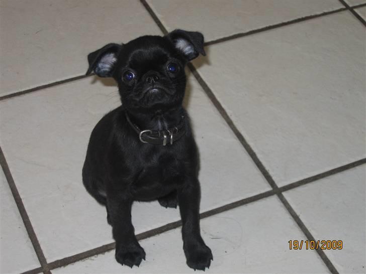 Griffon petit brabancon Hulebo's Darling - Darling ca. 8 uger billede 2