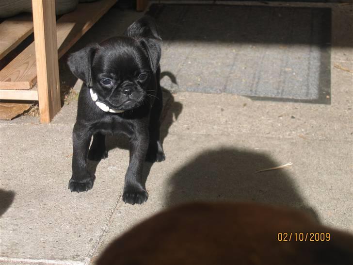 Griffon petit brabancon Hulebo's Darling billede 3