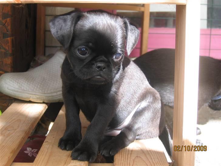 Griffon petit brabancon Hulebo's Darling billede 4