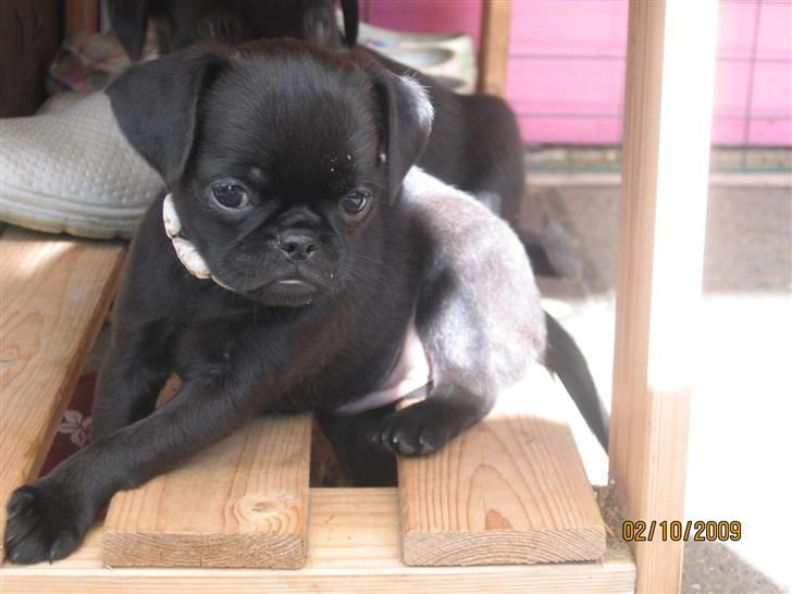 Griffon petit brabancon Hulebo's Darling billede 5