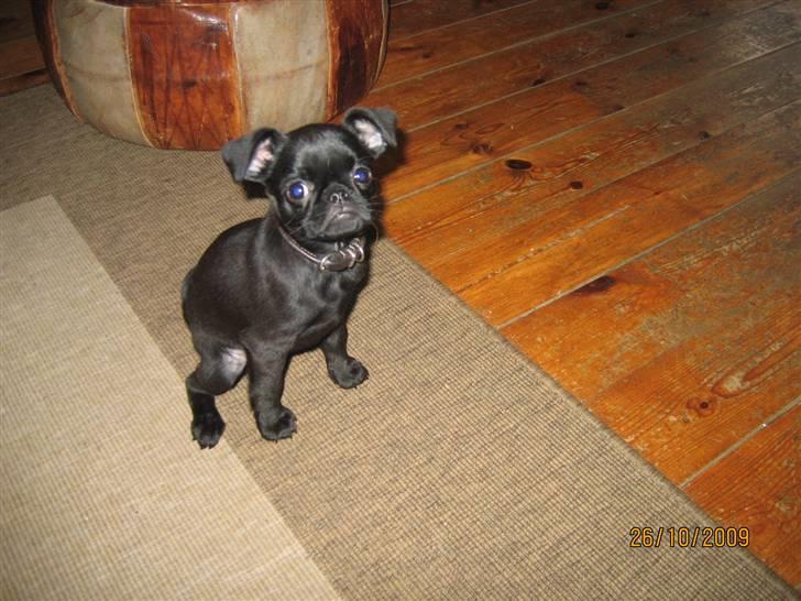 Griffon petit brabancon Hulebo's Darling billede 6