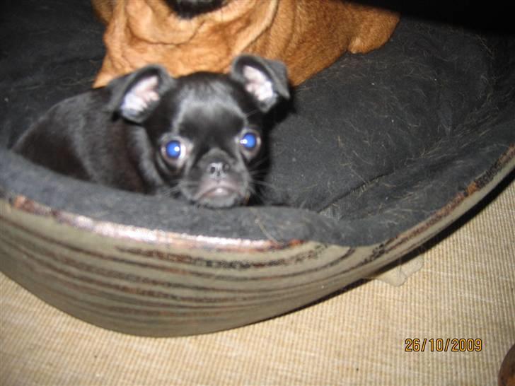 Griffon petit brabancon Hulebo's Darling billede 7